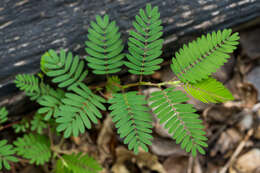 Mimosa quadrivalvis L.的圖片