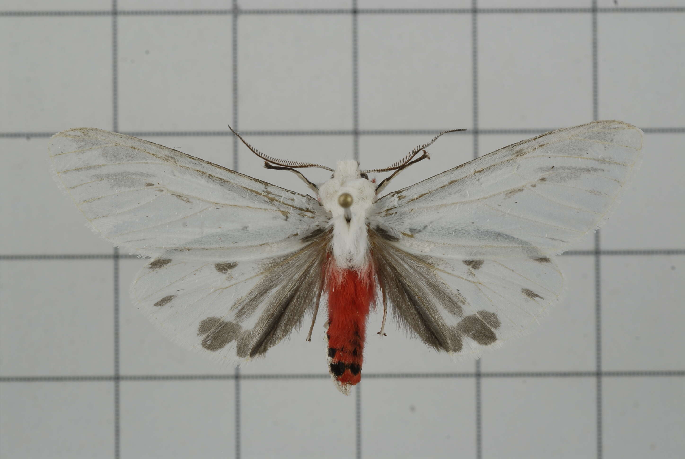 Image of Argyarctia fuscobasalis (Matsumura 1930)