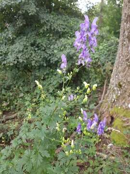 Image of Manchurian monkshood