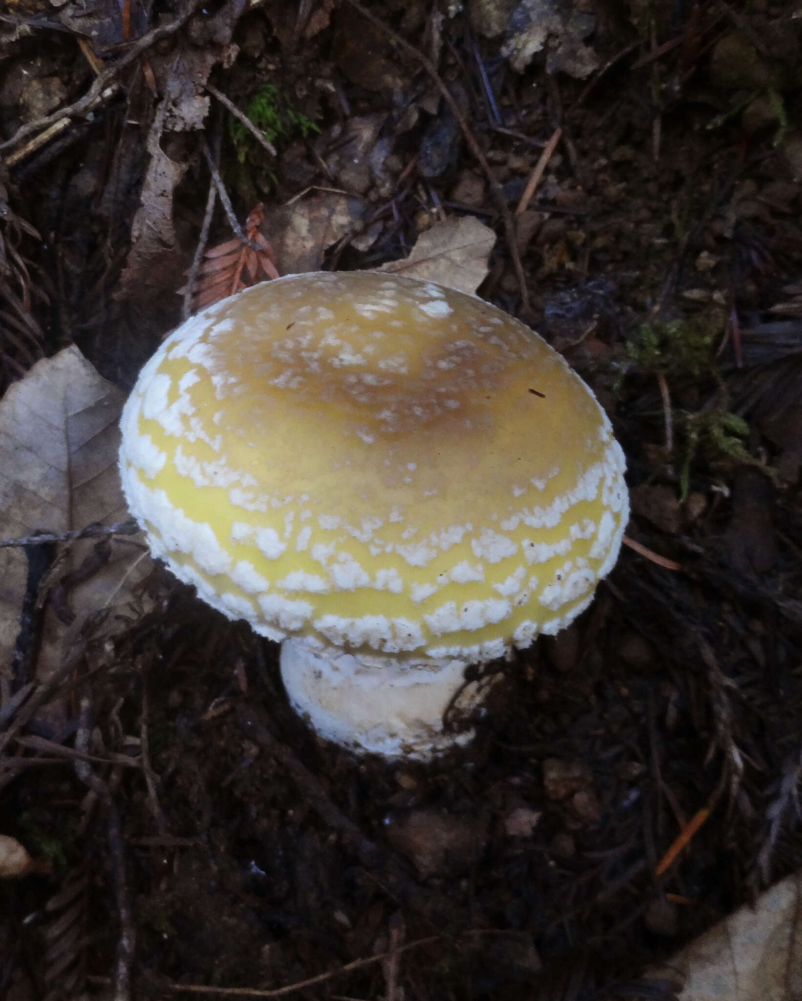 Image of gemmed Amanita