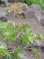 Image of Aeonium arboreum subsp. holochrysum (H. Y. Liu) Bañares