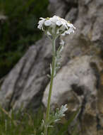 Achillea clavennae L. resmi