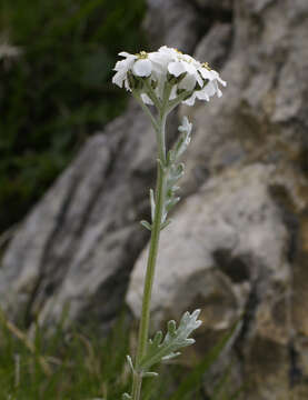 Image of Achillea clavennae L.