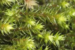 Image of Ciliate Hedwigia Moss