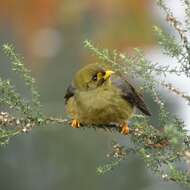 Image of Noisy Miner