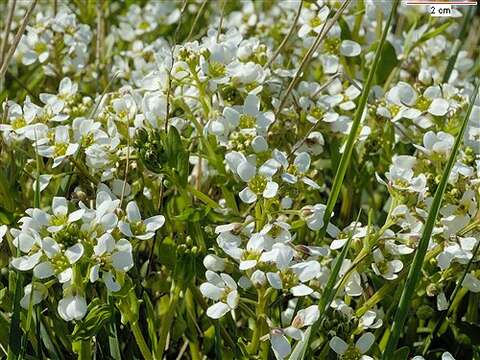 Image of Cochlearia anglica L.