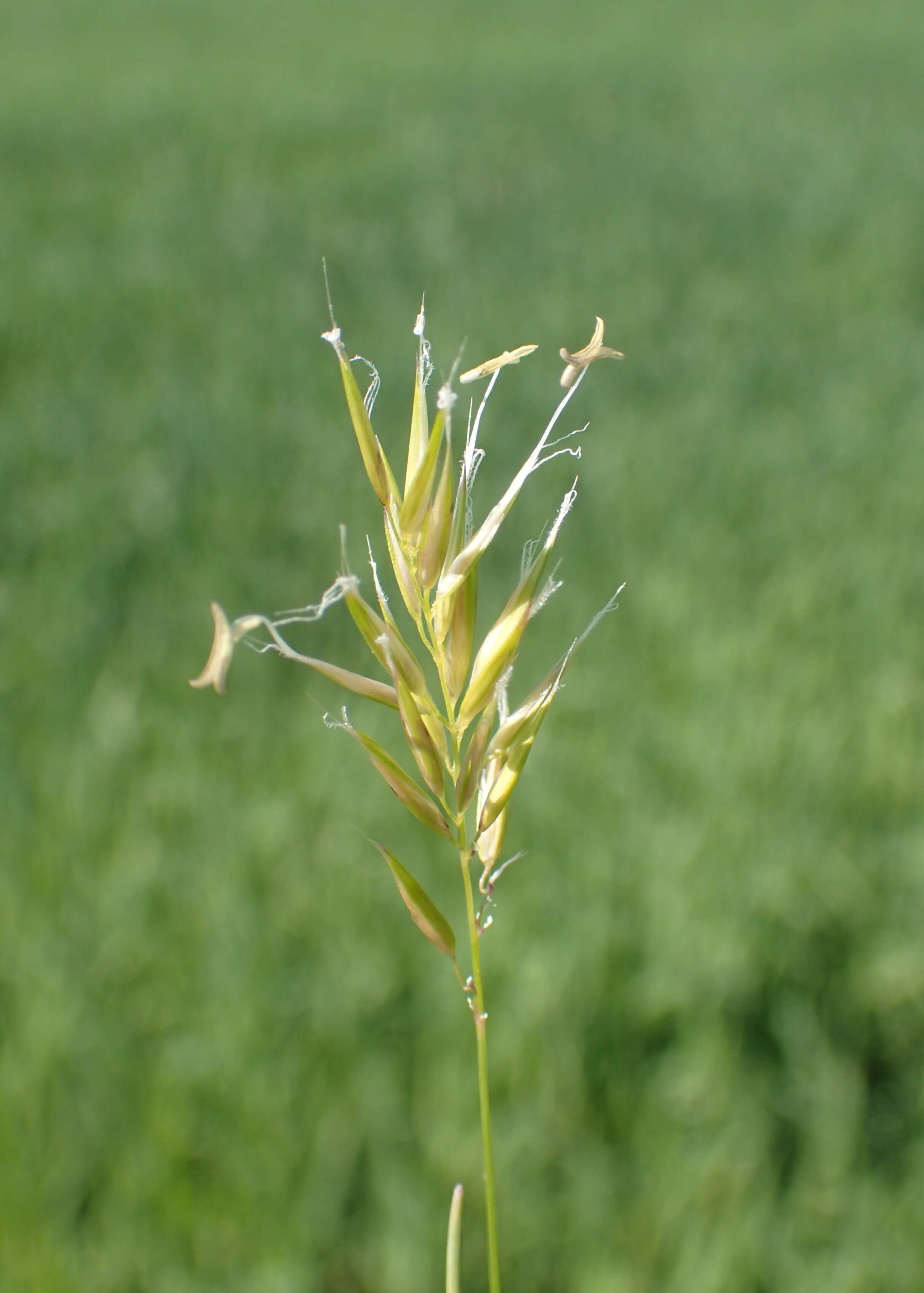 Image of annual vernal-grass