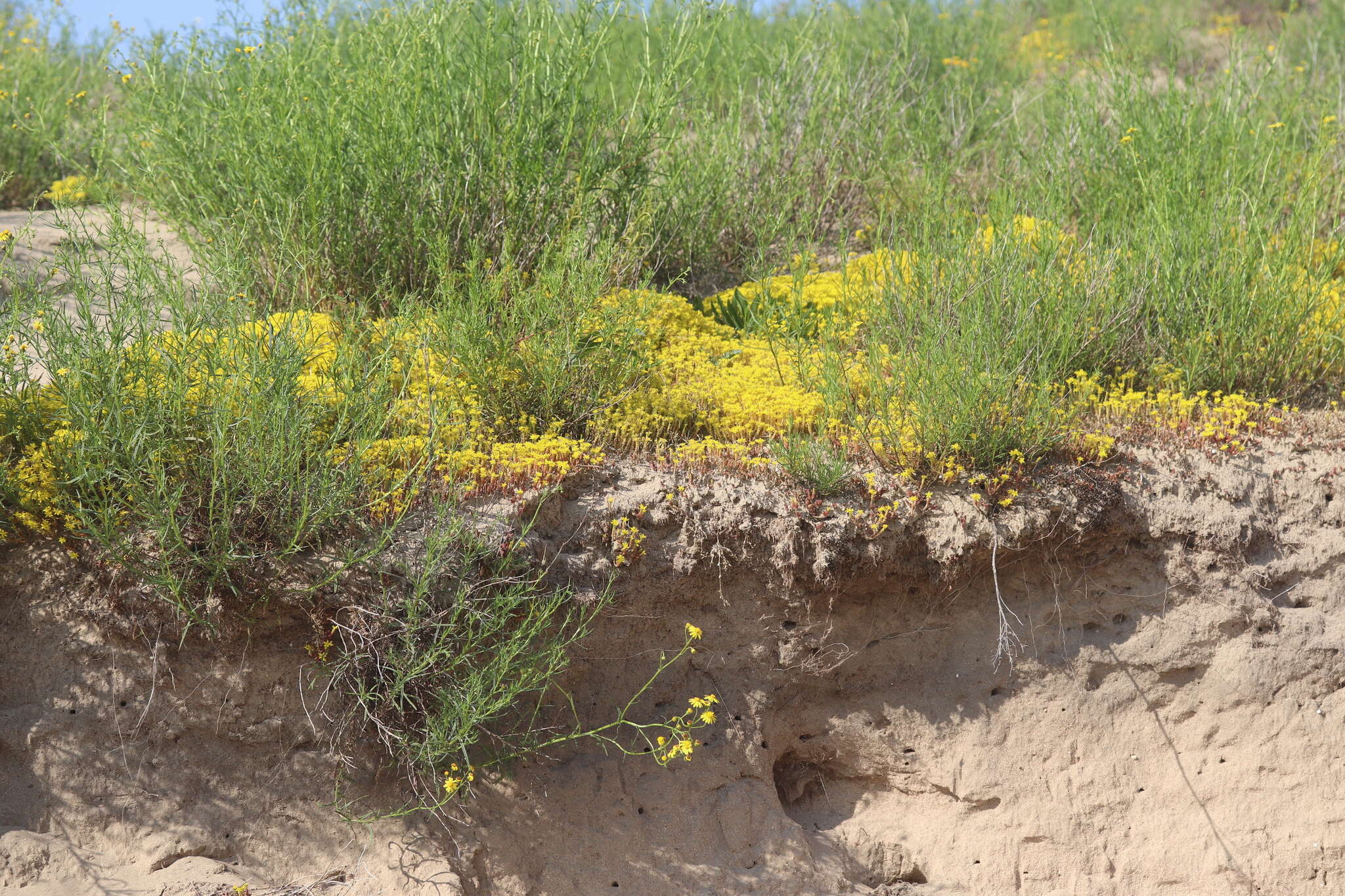 Image of Biting Stonecrop