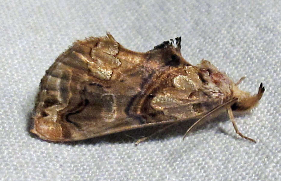 Image of Moonseed Moth