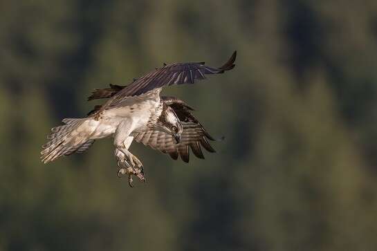 Image of ospreys