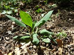 Image of Pulmonaria mollis Hornem.