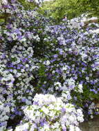 Image de Brunfelsia latifolia (Pohl) Benth.