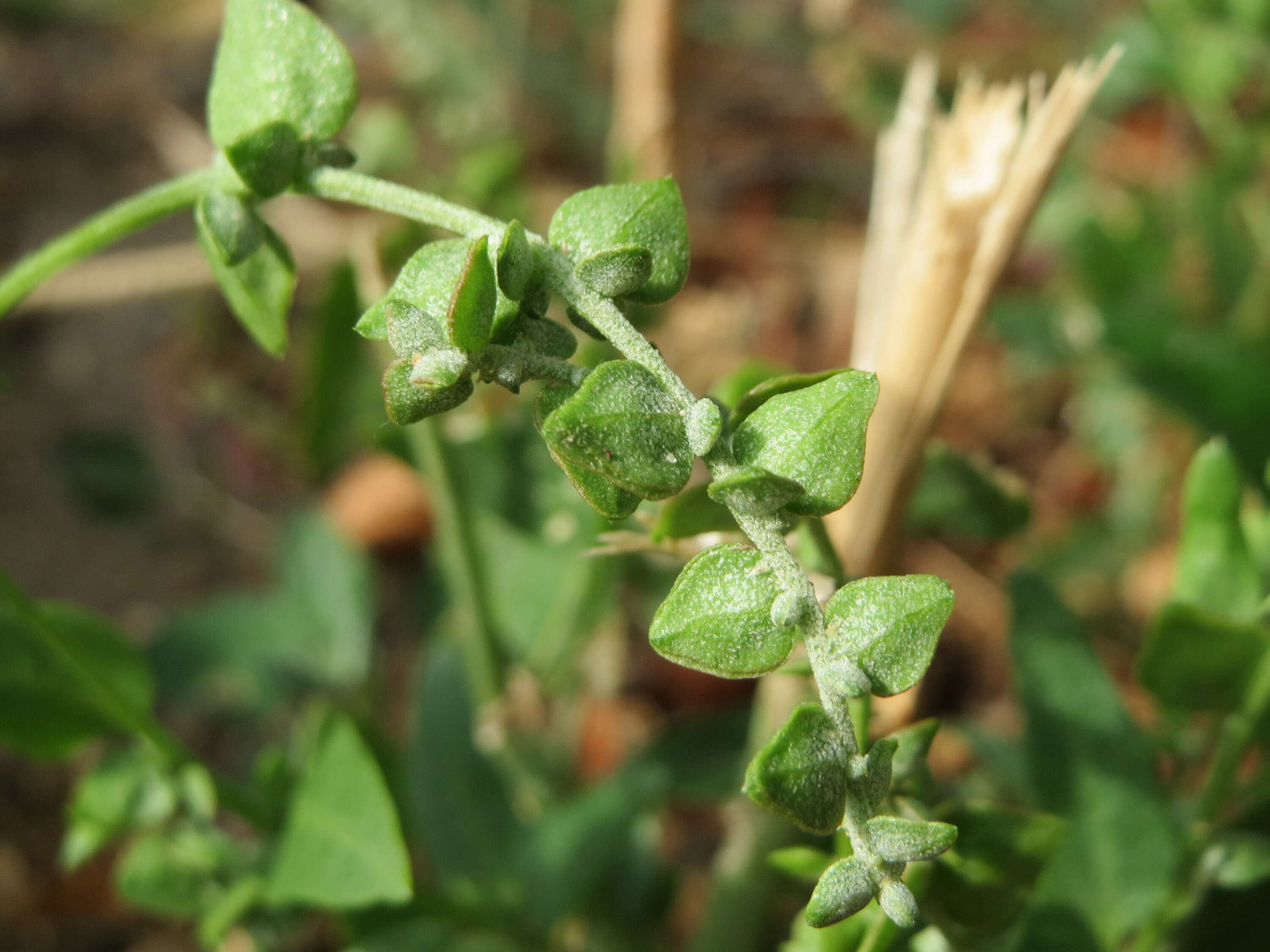 Image de Atriplex sagittata Bkh.