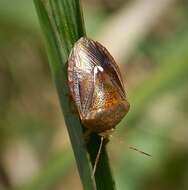 Image of stink bugs