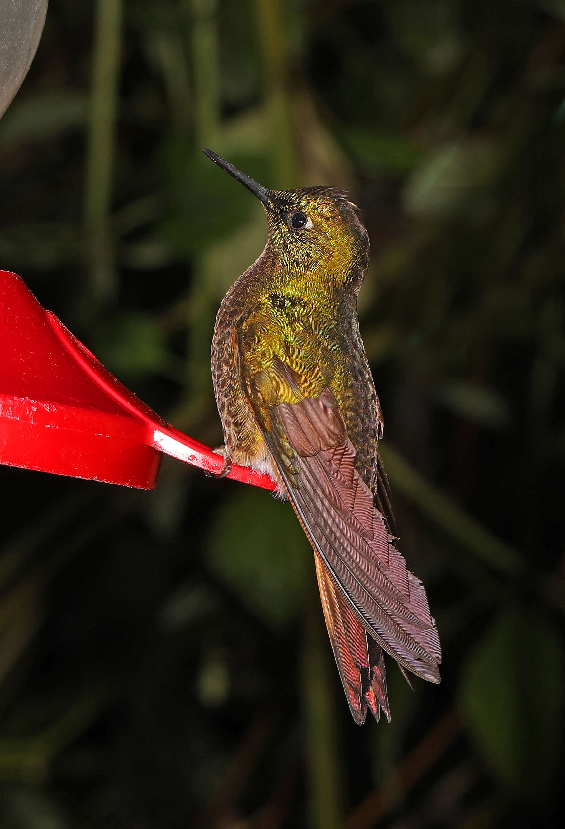 Image of Buff-tailed Coronet