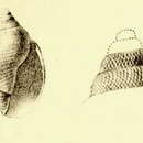Image of Lusitanops bullioides (Sykes 1906)