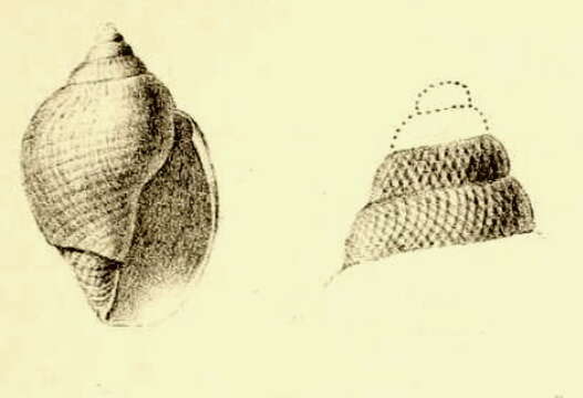 Image of Lusitanops bullioides (Sykes 1906)