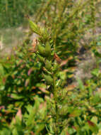 Image of Digitalis viridiflora Lindl.