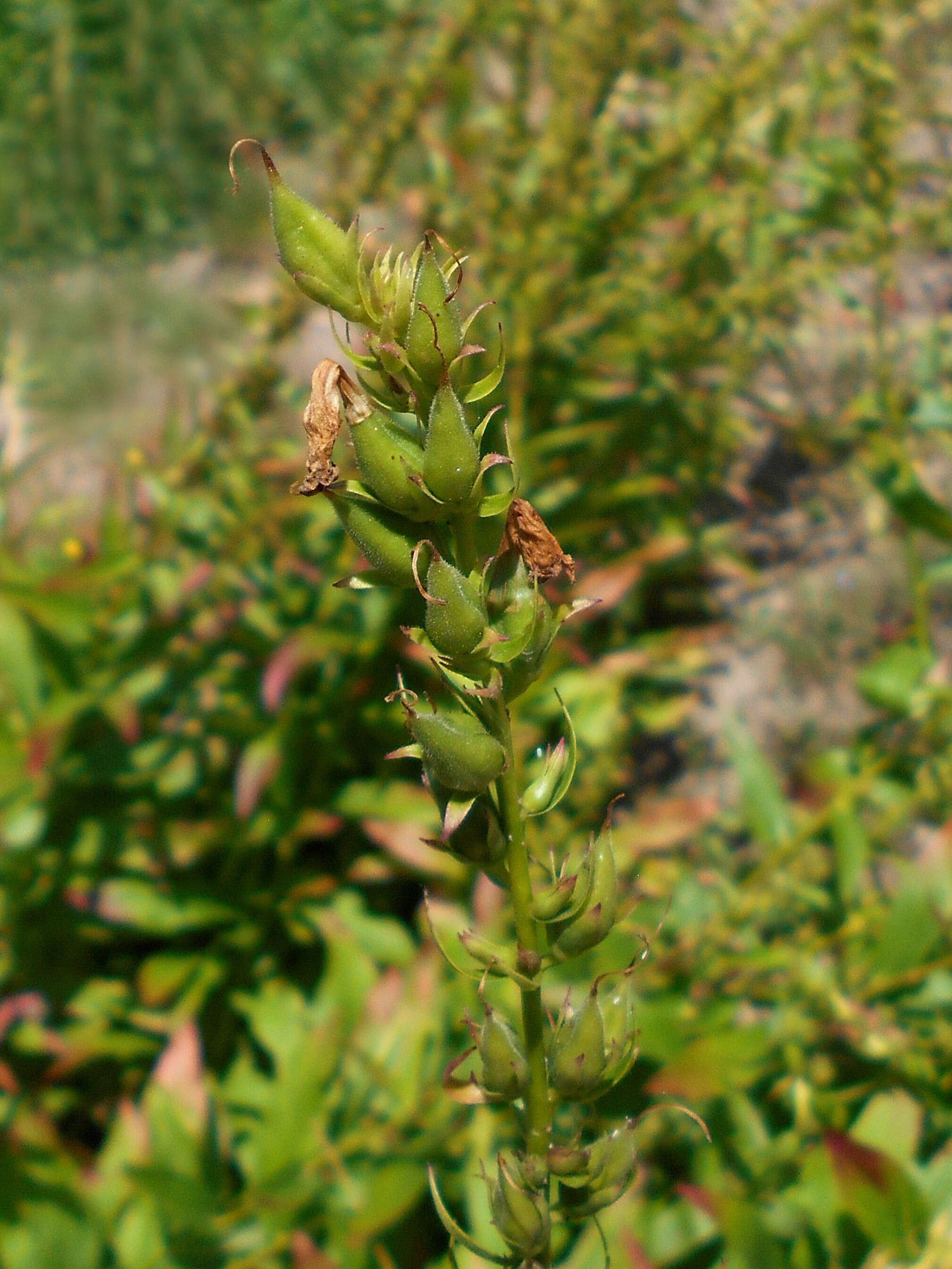 Image of Digitalis viridiflora Lindl.