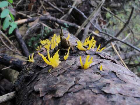 Imagem de Calocera cornea (Batsch) Fr. 1827