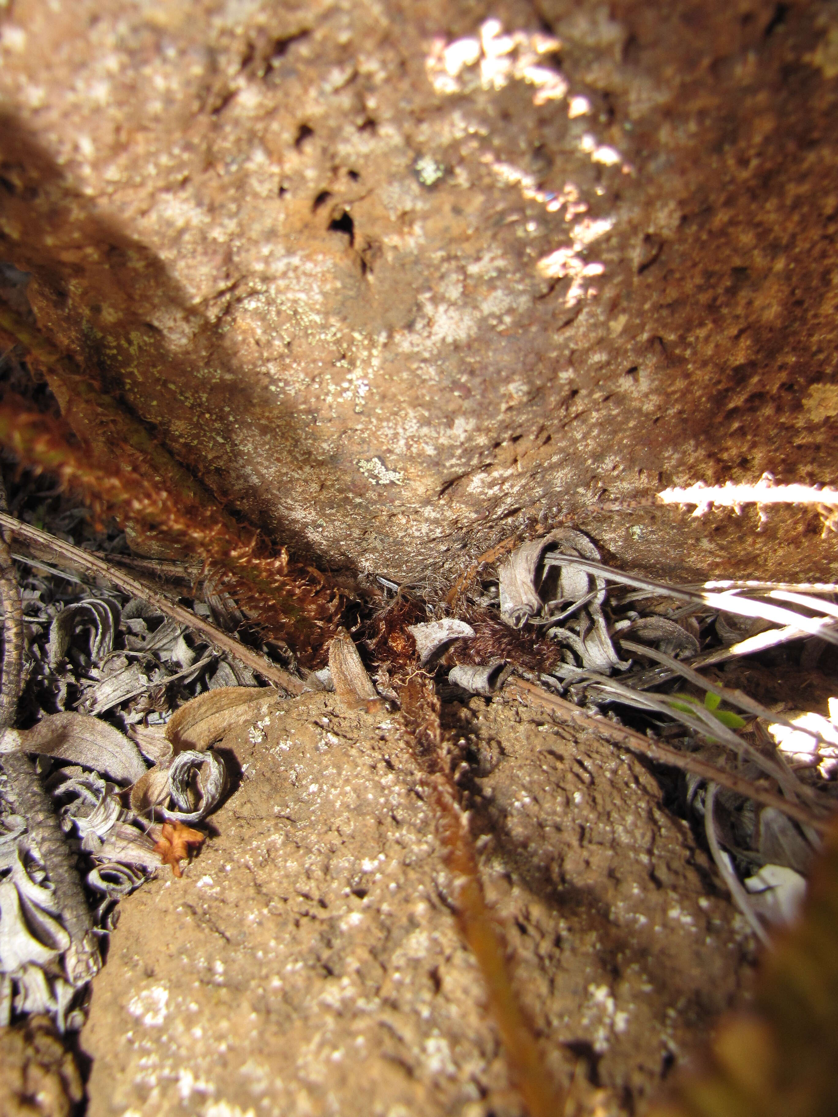 Image of alpine woodfern