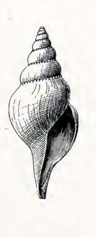 Image of Xanthodaphne sofia (Dall 1889)