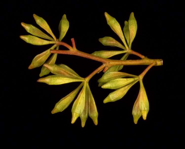 Image of Gooseberry Mallee