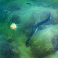 Image of European Eel