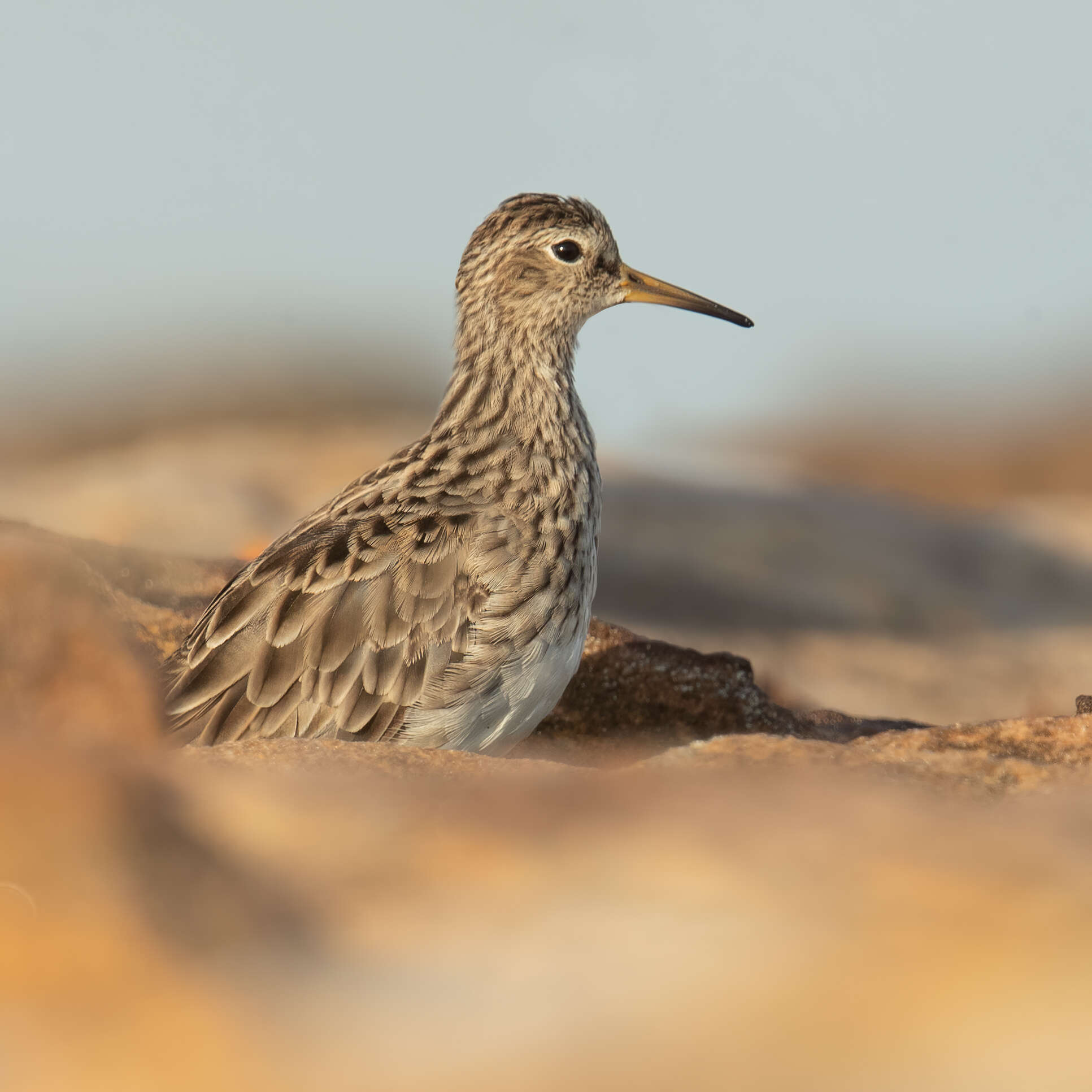 Image of Pectoral Sandpiper