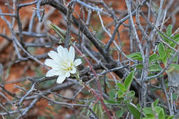 Image of New Mexico plumeseed