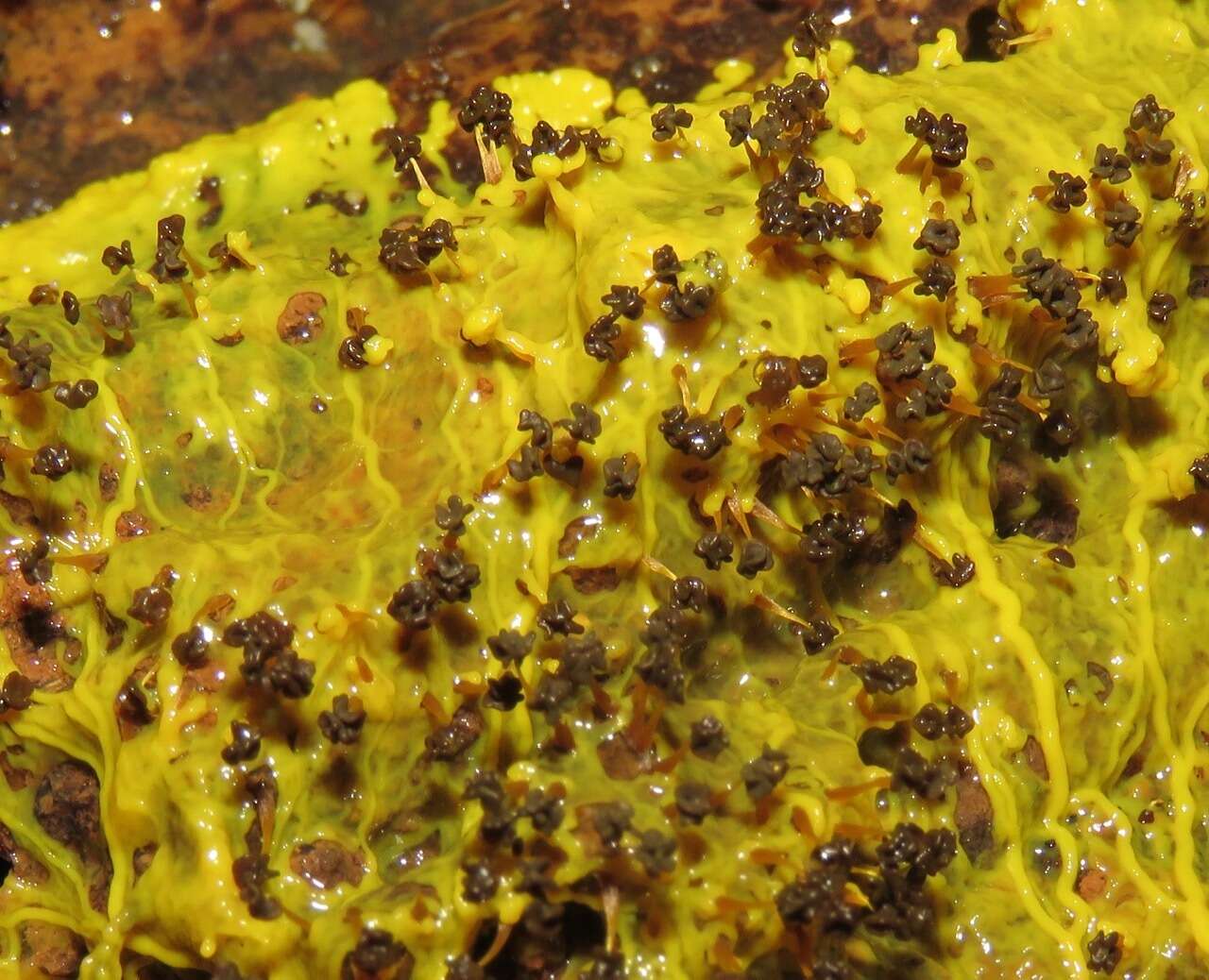 Image of Many-headed slime