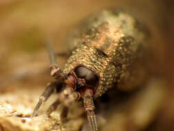 Image of jumping bristletails