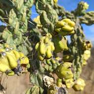 Image de Cylindropuntia imbricata (Haw.) F. M. Knuth