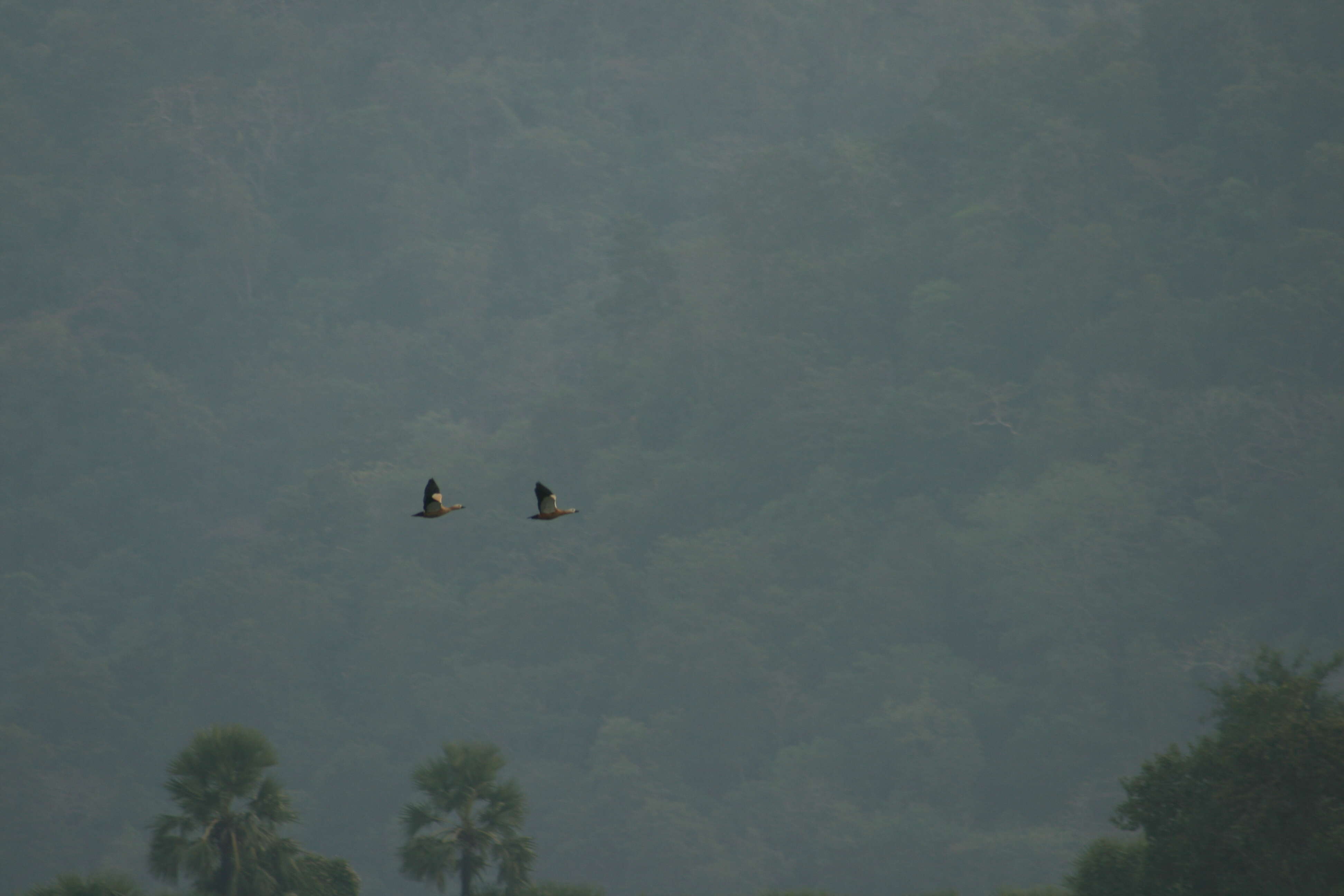 Image of Ruddy Shelduck