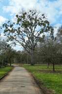 Image of Mistletoe