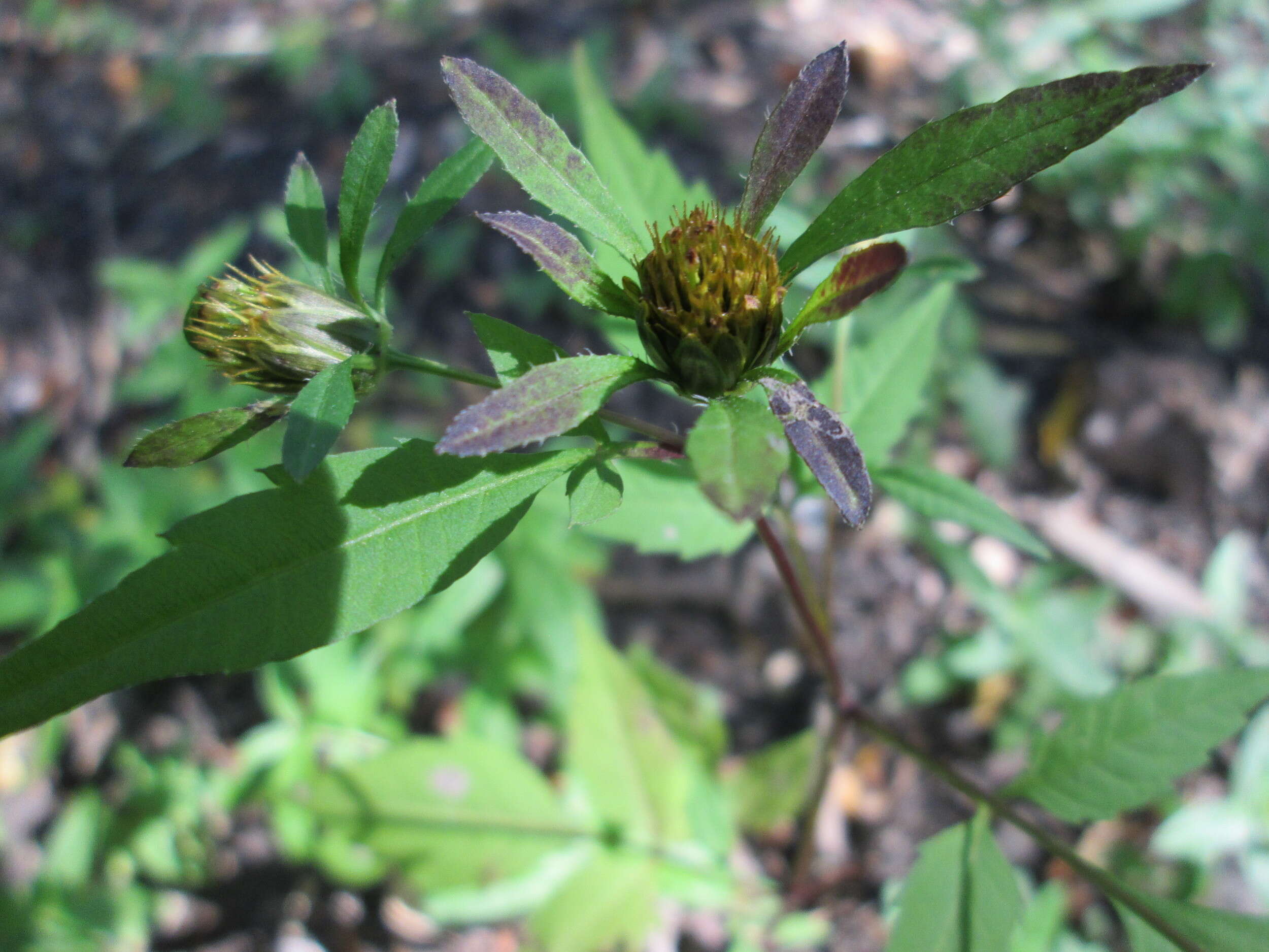 Image of devil's beggartick