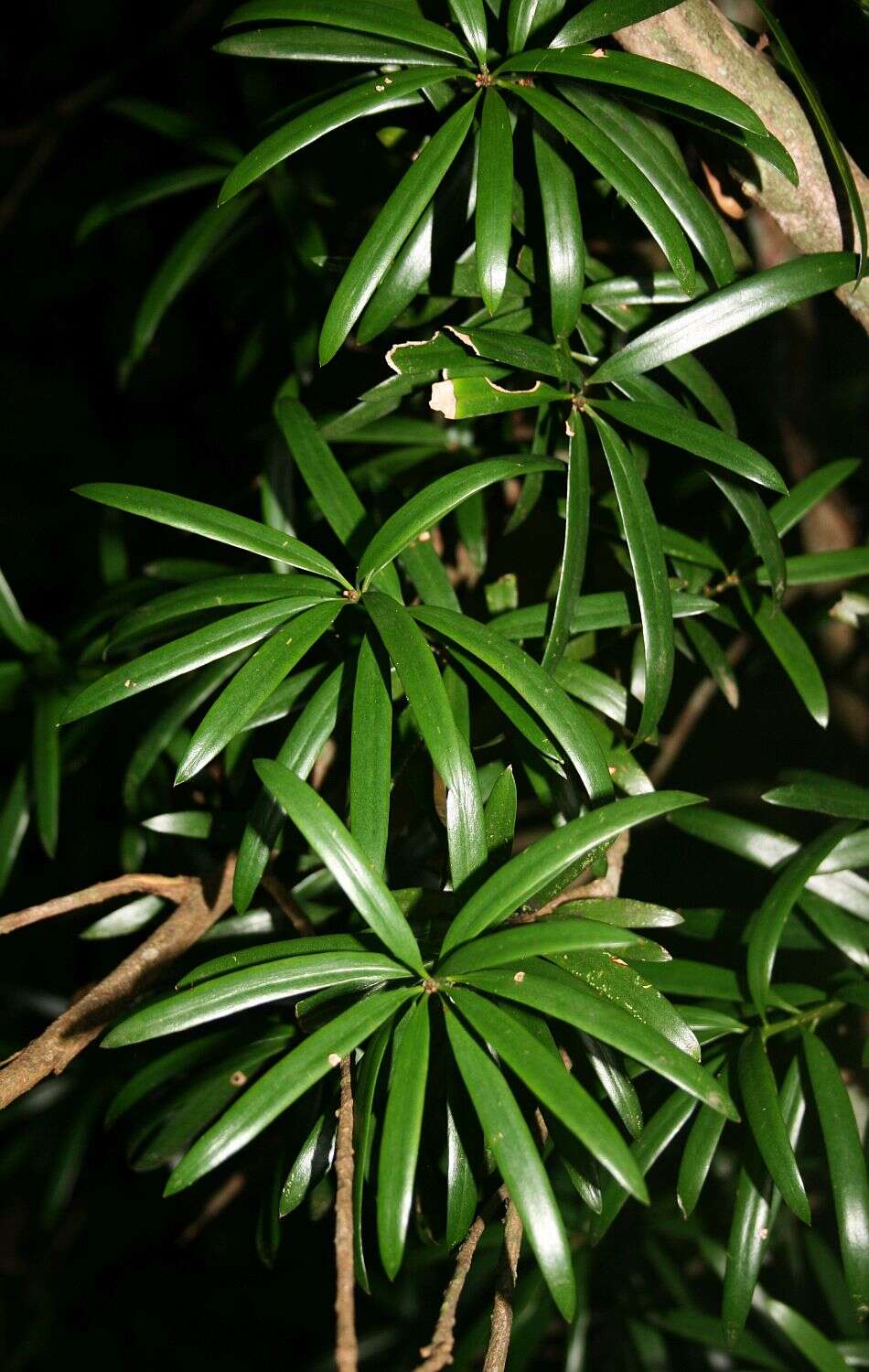 Image of Broad-leaved Yellowwood