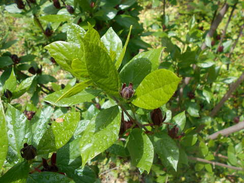 Image de Calycanthus floridus L.