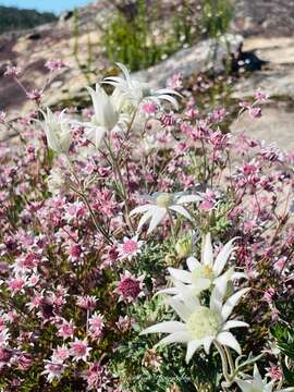 Imagem de Actinotus helianthi Labill.