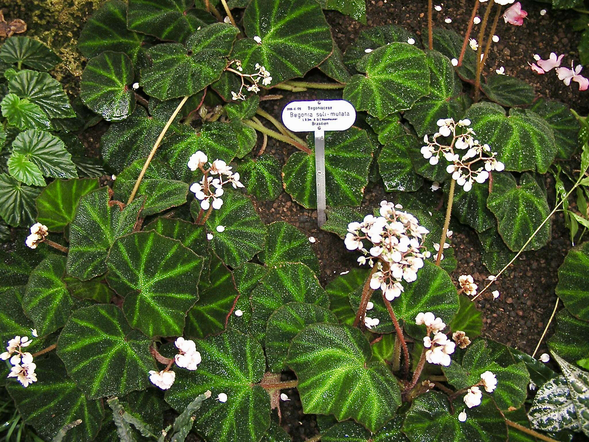 Image de Begonia soli-mutata