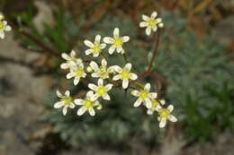 Image of Encrusted Saxifrage