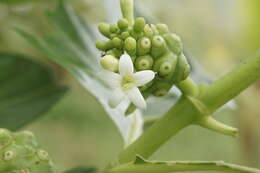 Image of Indian mulberry