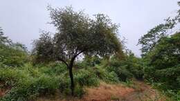 Image of Indian Jujube