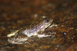Image of Hong Kong Cascade Frog
