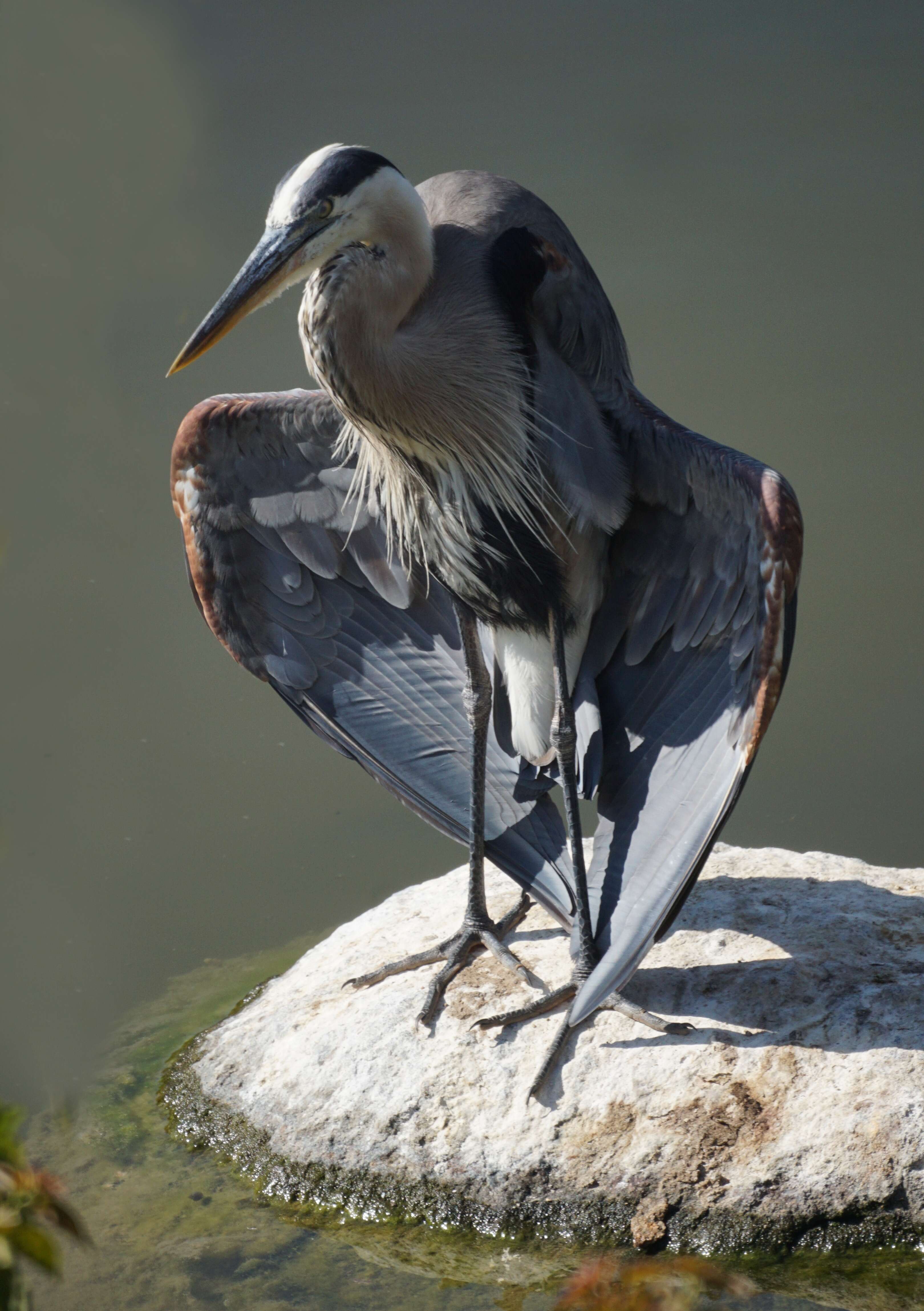 Image of Great Blue Heron