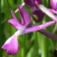 Anacamptis laxiflora (Lam.) R. M. Bateman, Pridgeon & M. W. Chase的圖片