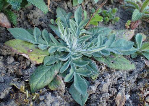 Слика од Knautia arvensis (L.) Coulter