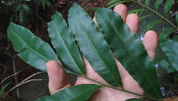 Image of Metaxya rostrata (Kunth) C. Presl