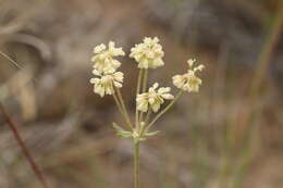 Image of parsnipflower buckwheat