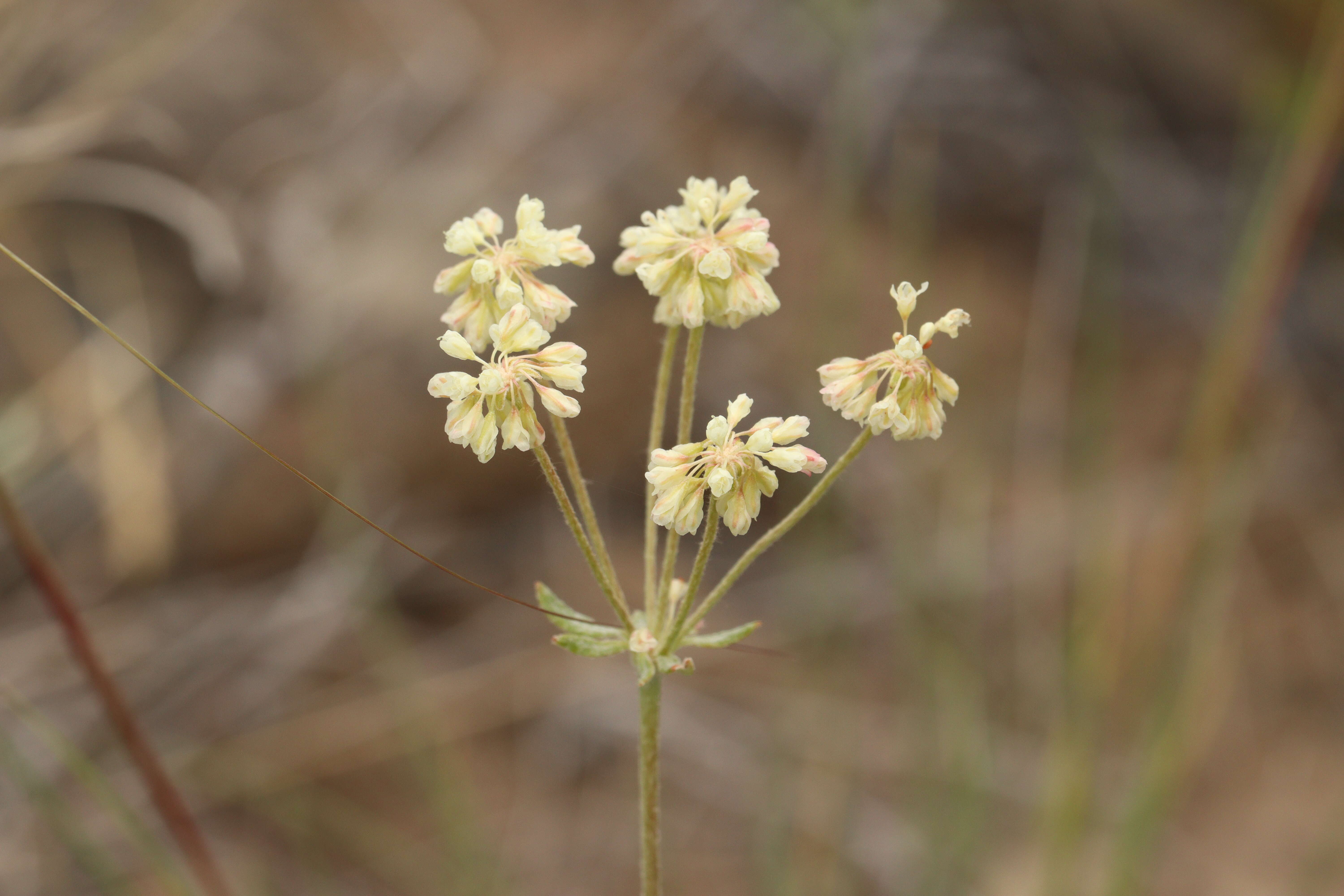 Image of parsnipflower buckwheat